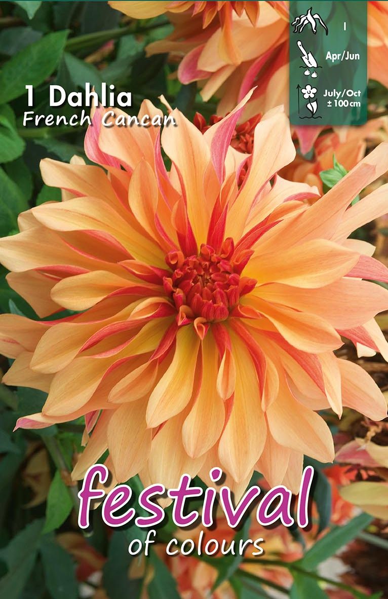 Festival Dahlia French Cancan