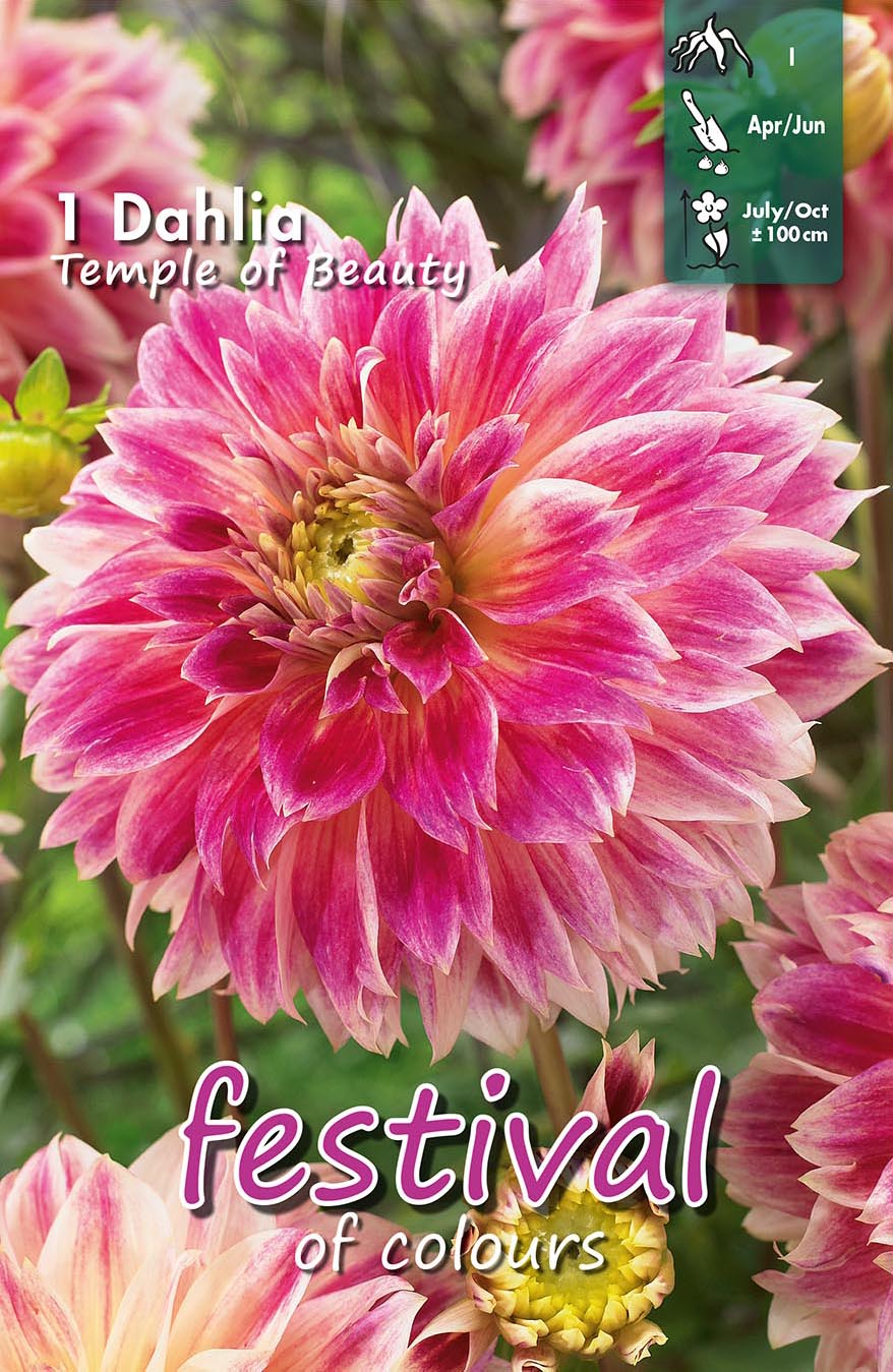 Festival Dahlia Temple of Beauty