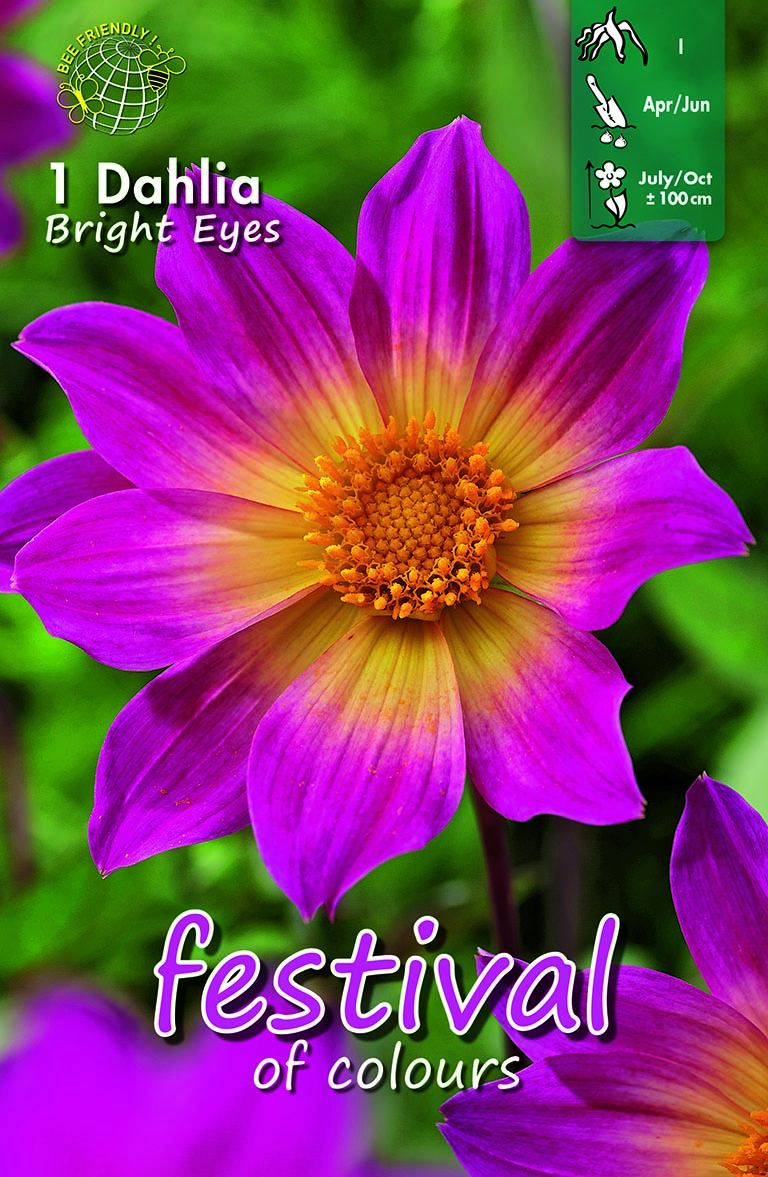Festival Bright Eyes