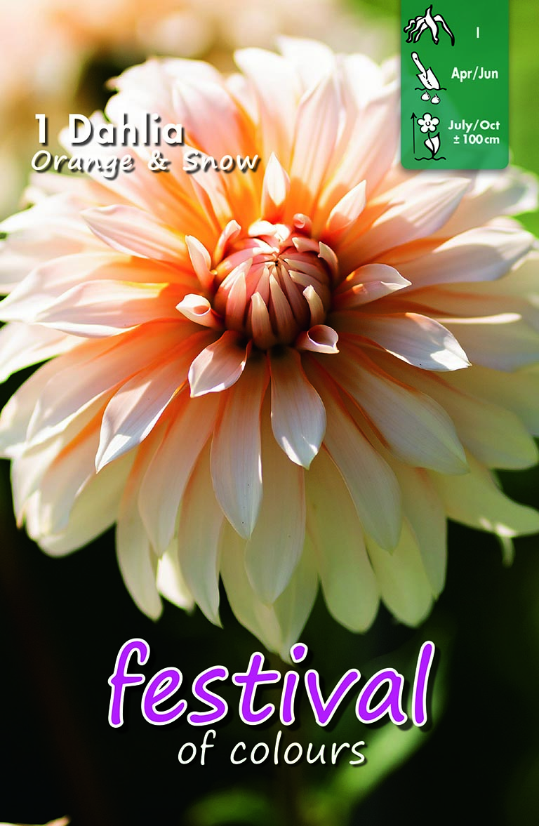 Festival dahlia Orange and Snow