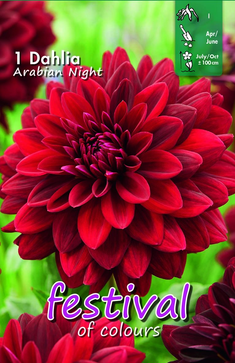 Festival Dahlia Arabian Night
