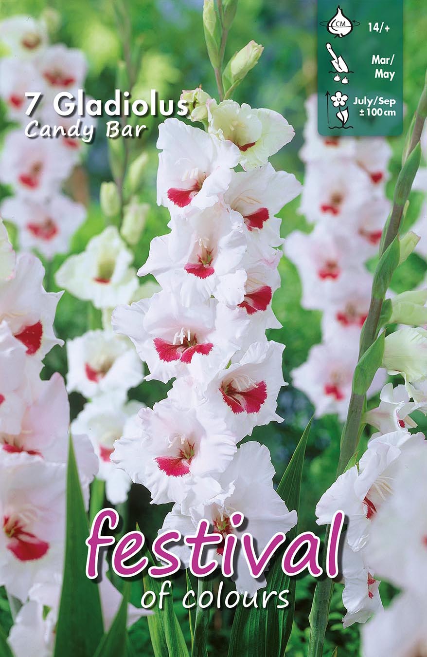 Festival Gladiolus Candy Bar