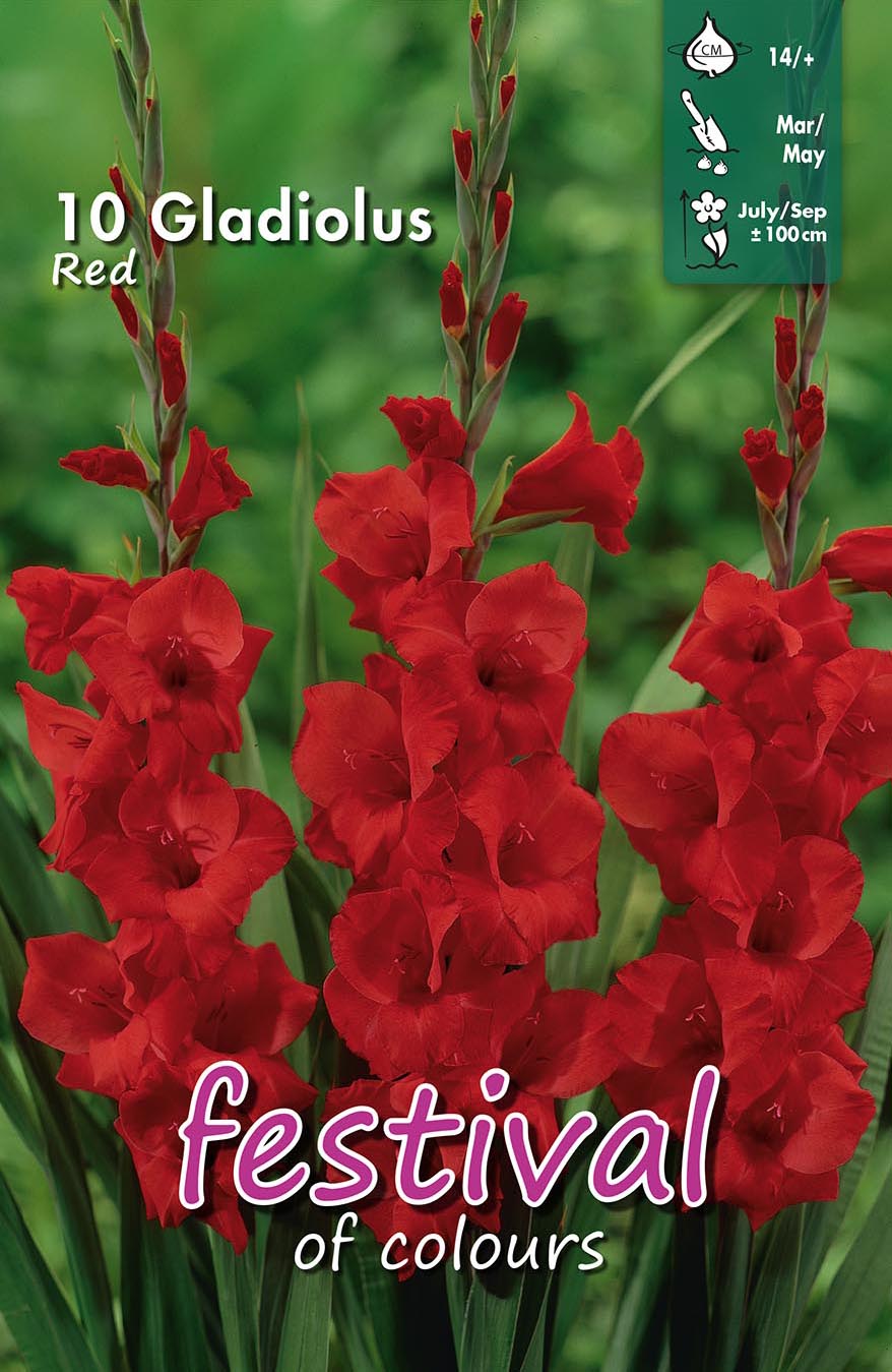 Festival Gladiolus Red
