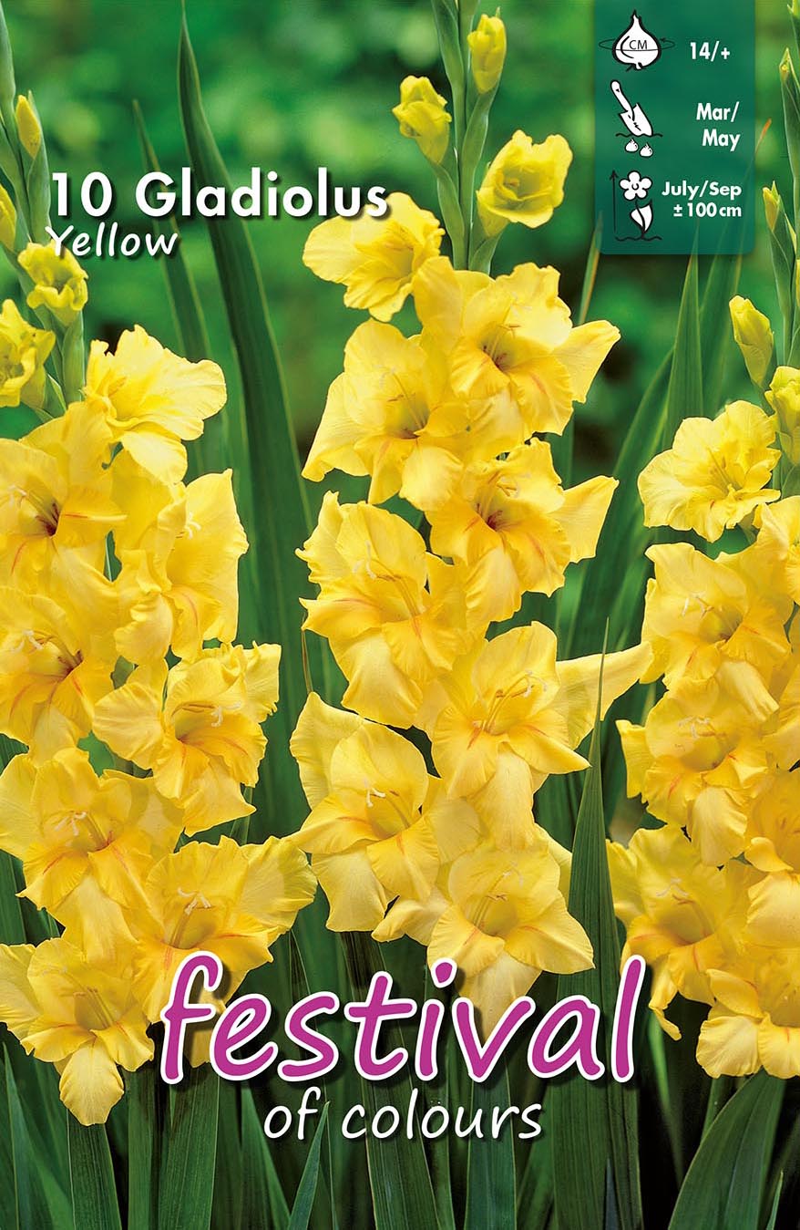 Festival Gladiolus Yellow