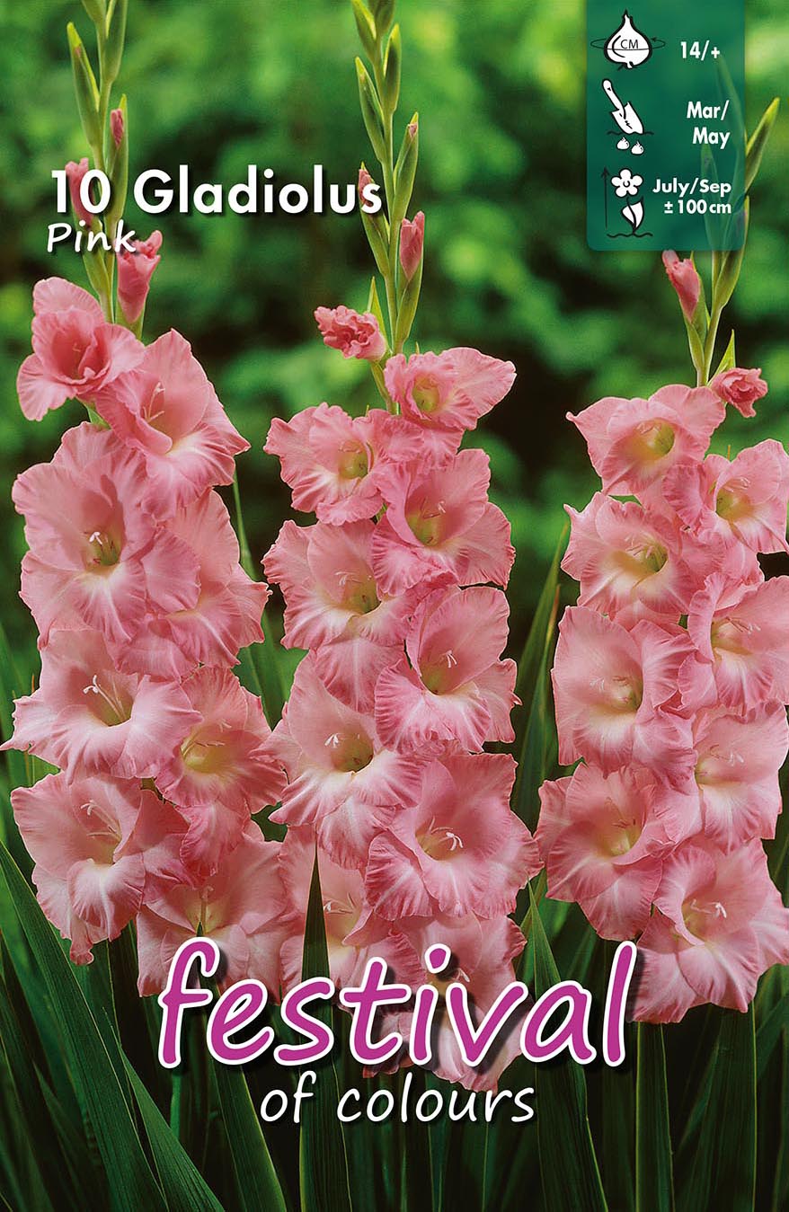 Festival Gladiolus Pink