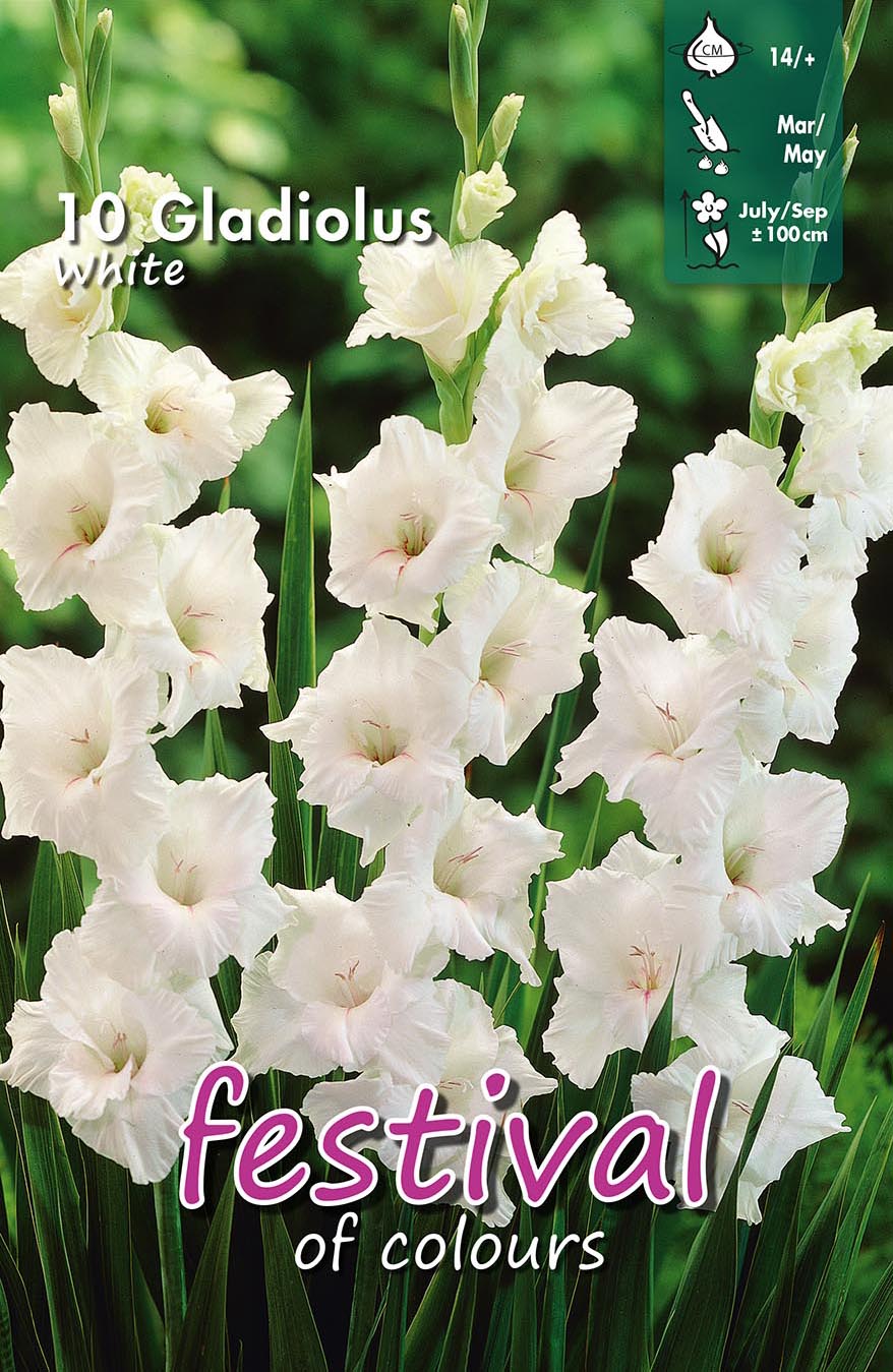 Festival Gladiolus White