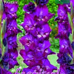 Festival Gladiolus Frozzie