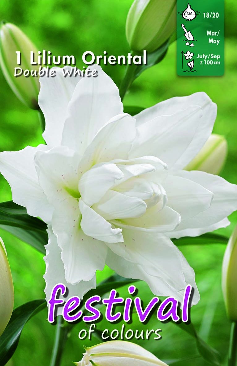 Festival Lilium Oriental White