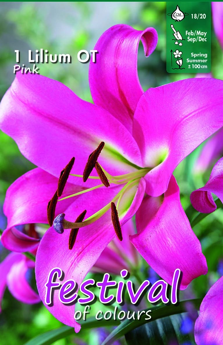 Festival Lilium Pink