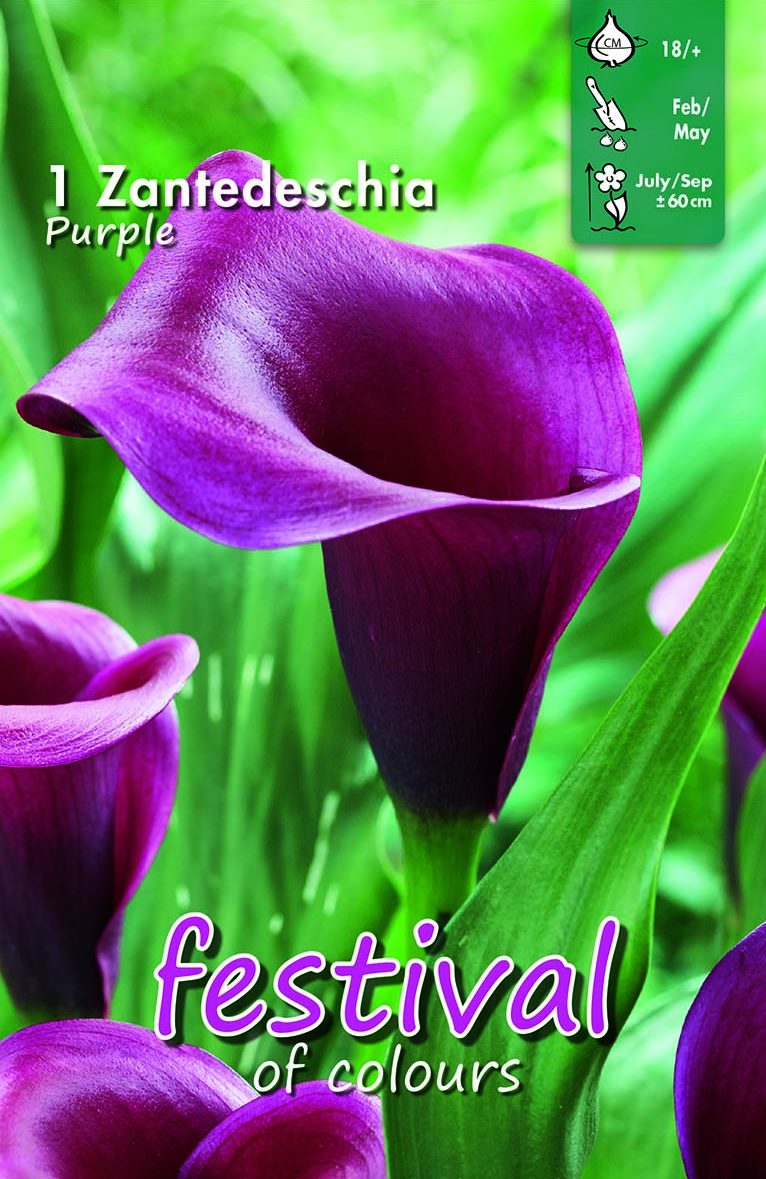 Festival Zantedeschia Purple