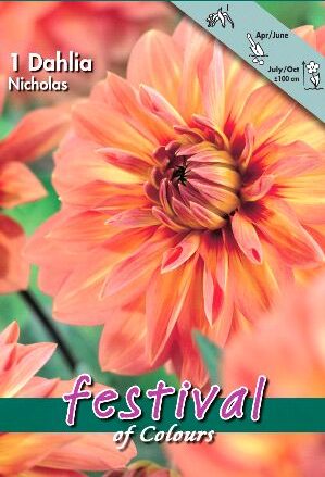 Festival Dahlia Nicholas