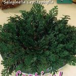Selaginella Pink de Jericho I (x14x1) *627951*