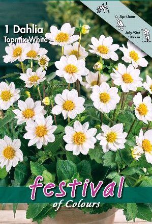 Festival Dahlia TopMix White