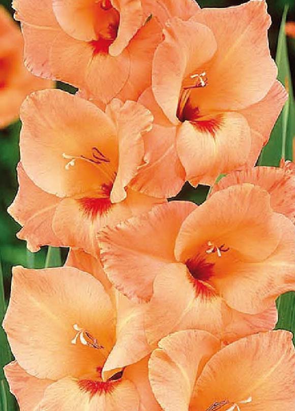 Festival Gladiolus Orange