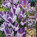 Crocus King of The Striped 9/10 (x20x20) *625056*