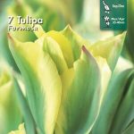 Tulips Formosa 12/+ (x12x7) *621324*