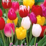 Tulips Single Early Mixed 12/+ (x12x10) *621416*