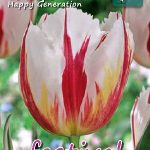 Tulips Happy Generation 12/+ (x12x10) *621881*
