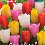 Tulips Triumph Mixed 12/+ (x12x10) *622093*