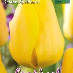 Tulips Golden Apeldoorn 12/+ (x12x10) *622215*