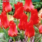 Tulips Red Riding Hood 12/+ (x12x10) *623250*