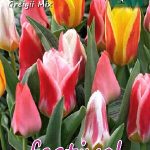 Tulips Greigii Mixed 12/+ (x12x10) *623533*