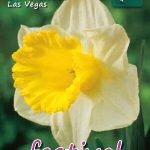 Narcisses Las Vegas 14/16 (x8x5) *624493*