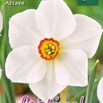 Narcisses Actaea 14/16 (x8x5) *624271*