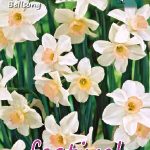 Narcisses Bell Song 12/+ (x12x10) *624318*