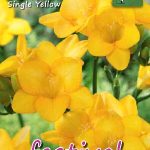 Freesia Yellow Single 5/+ (x14x10) *681939*