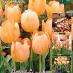 Tulips Apricot Beauty 12/+ (x20x20) *631200*
