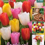 Tulips Triumph Mixed 11/12 (x20x25) *631330*
