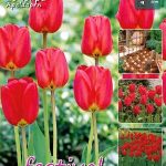 Tulips Apeldoorn 12/+ (x20x25) *631453*