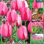 Tulips Pink Impression 11/12 (x20x25) *631460*