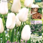 Tulips Maureen 11/12 (x20x25) *631835*