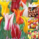 Tulips Lily-Flowered Mixed 12/+ (x20x20) *631934*