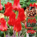 Tulips Red Riding Hood 11/12 (x20x25) *631538*