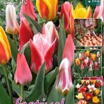 Tulips Greigii Mixed 12/+ (x20x20) *631415*
